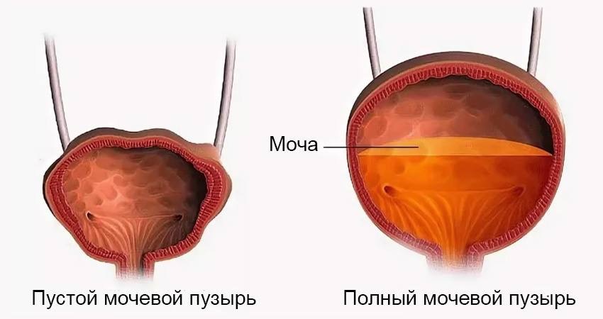 Туалетные привычки для здоровья тазового дна и мочевого пузыря