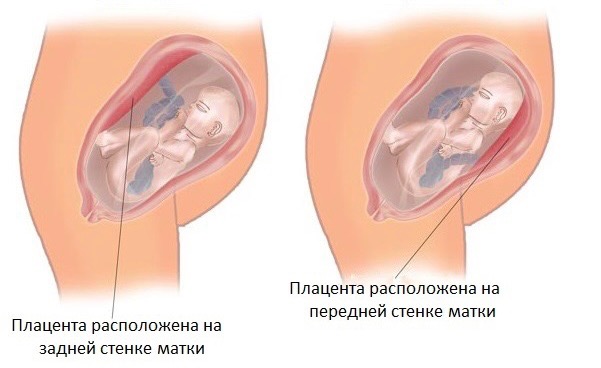 Репродуктивная система беременной