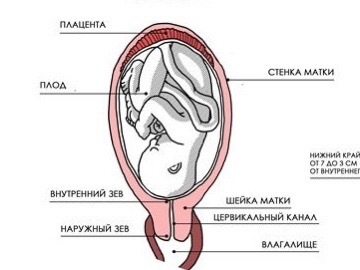 Репродуктивная система беременной