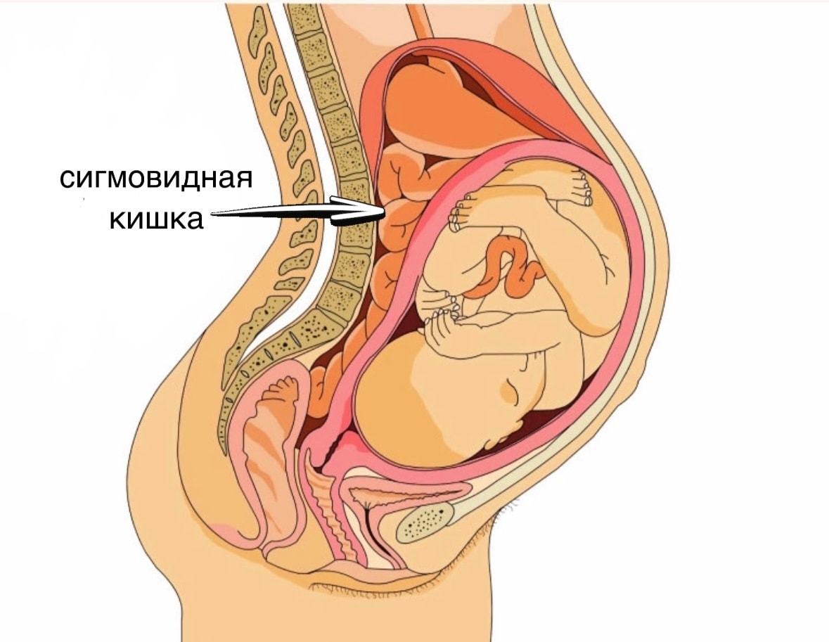 Репродуктивная система беременной