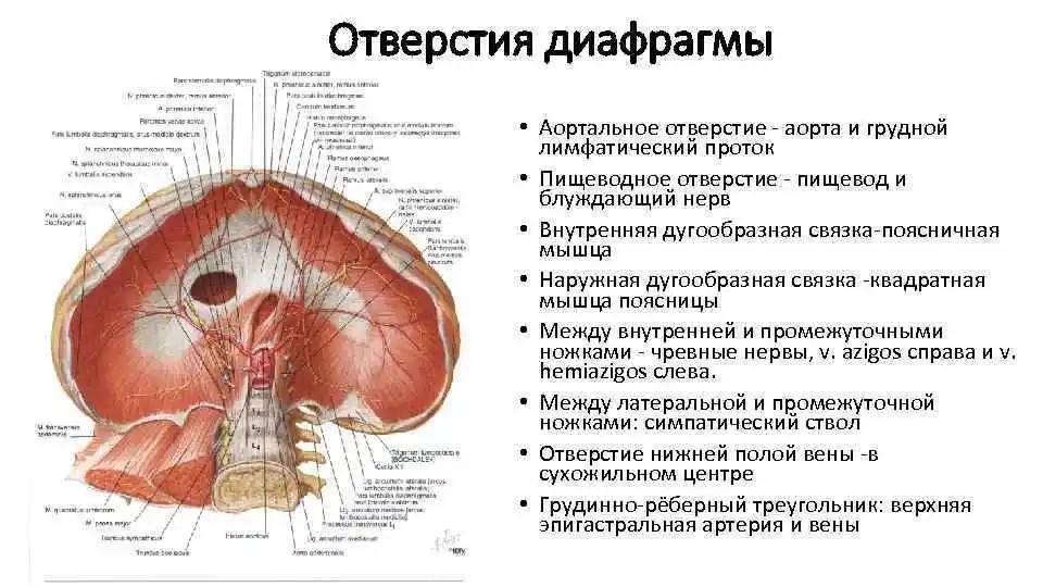 Варикоз: причины и профилактика