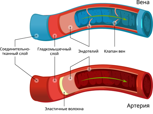 Варикоз: причины и профилактика