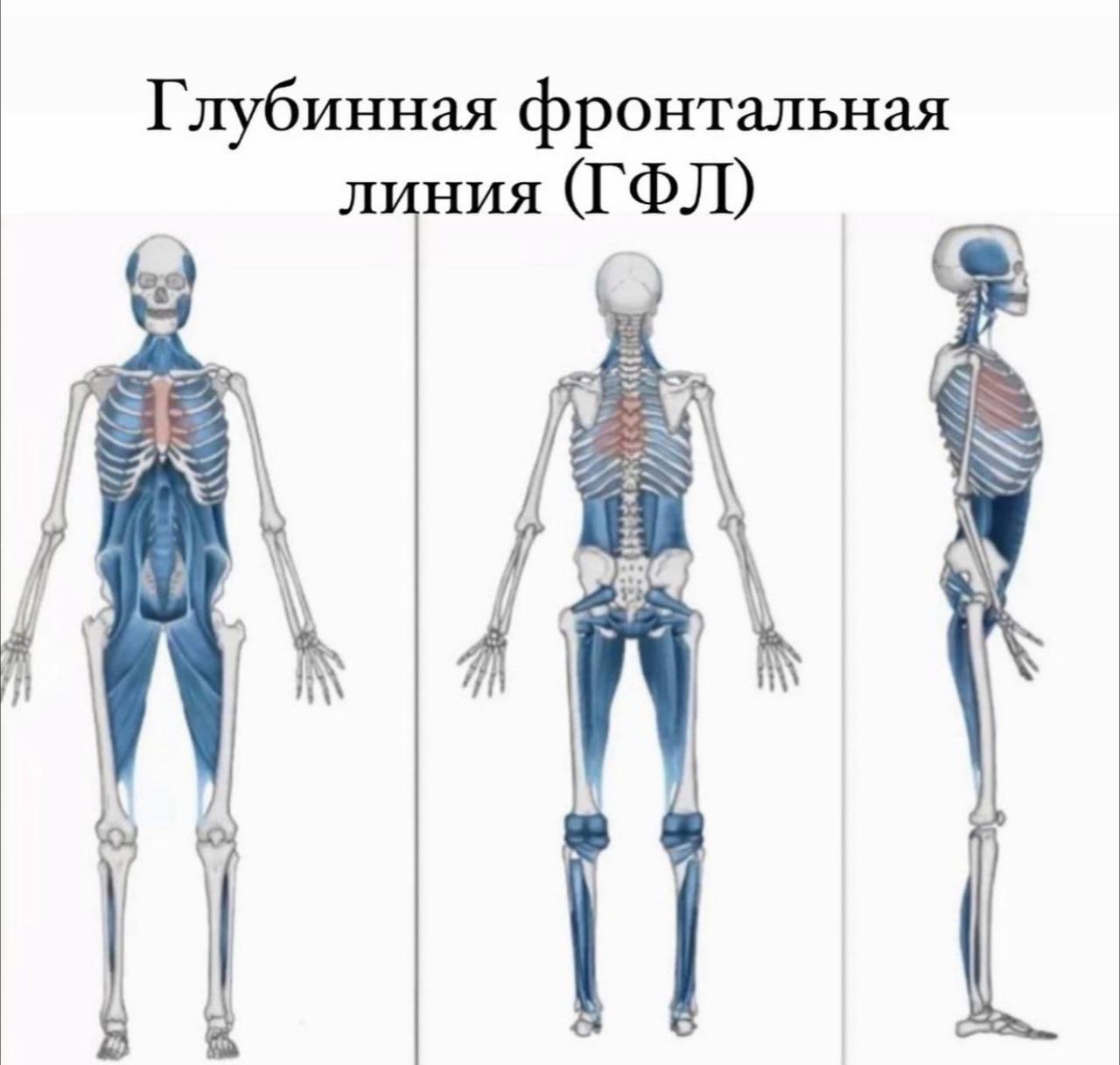 Стопа, теория + тейпирование