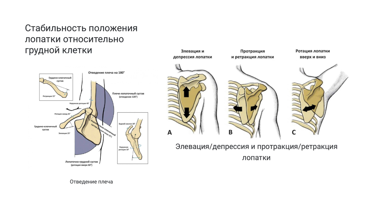 Переднее и заднее вращение лопатки