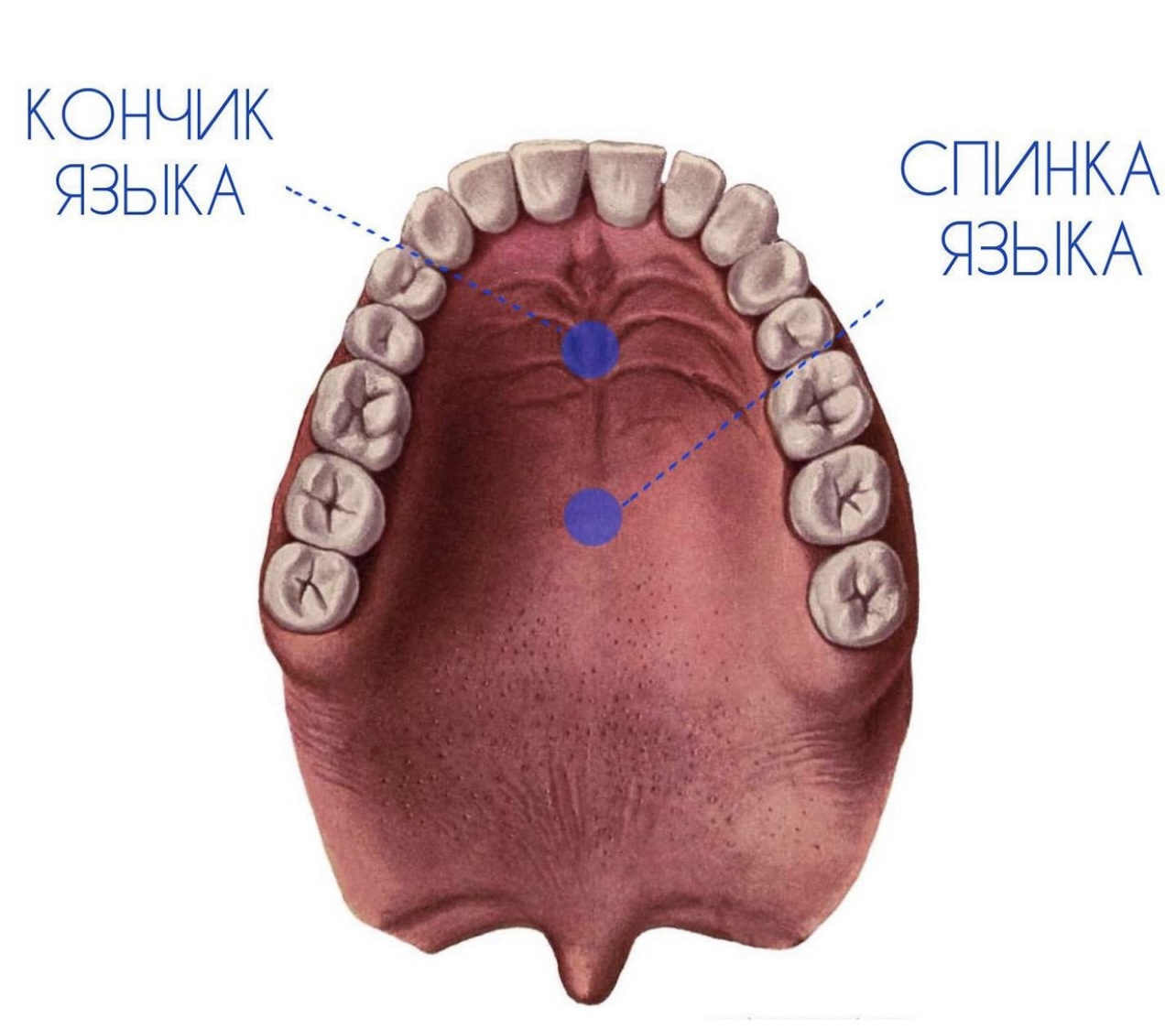 Височно-нижнечелюстной сустав (ВНЧС)