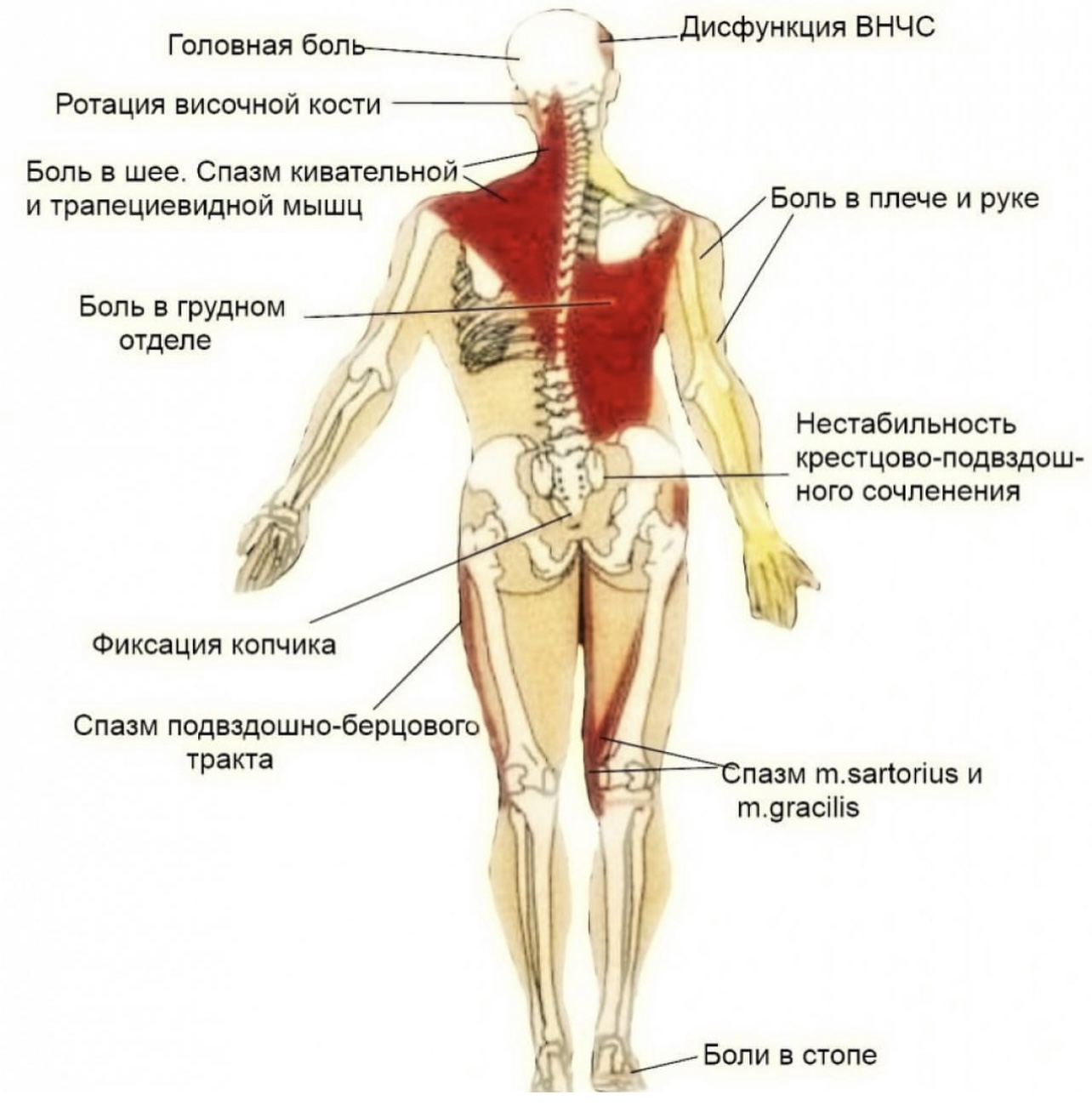 Височно-нижнечелюстной сустав (ВНЧС)