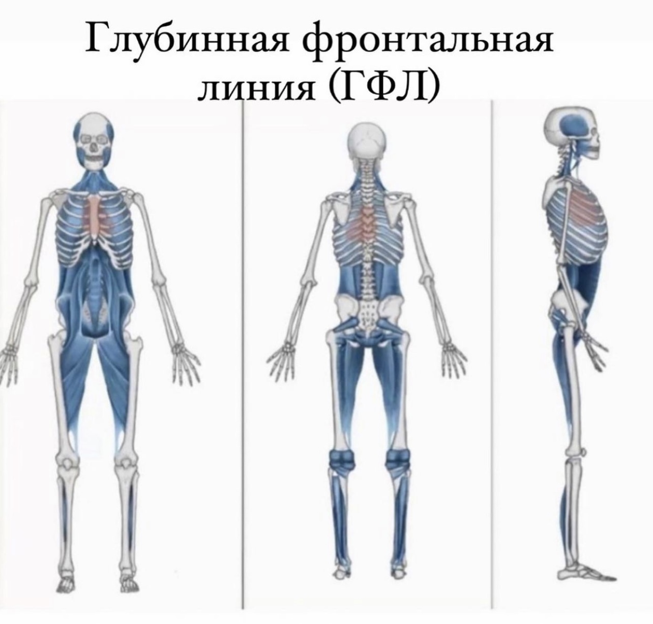 Височно-нижнечелюстной сустав (ВНЧС)